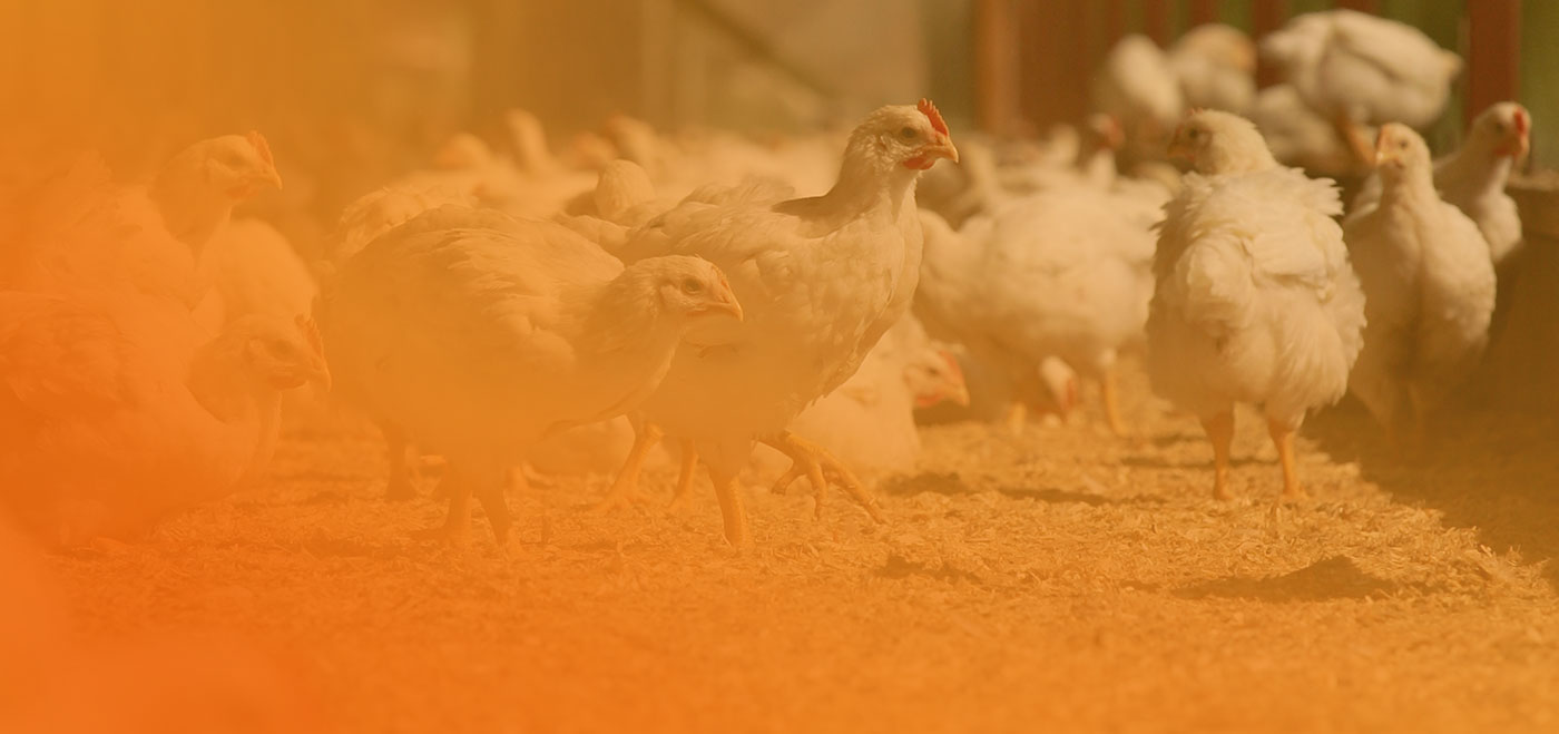 Change Your Chicken Challenge project